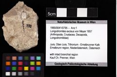 Foto (Objket + Etiketten) von Longodromites excisus (von Meyer 1857) 